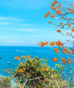 Hoa ngô đồng đặc trưng của Cù Lao Chàm