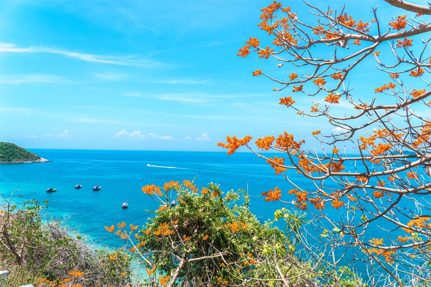 Hoa ngô đồng đặc trưng của Cù Lao Chàm Hoa ngô đồng đặc trưng của Cù Lao Chàm